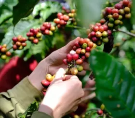 Giá cà phê nội địa chạm đỉnh 110.000 đồng/kg ngày cuối tuần 13/4